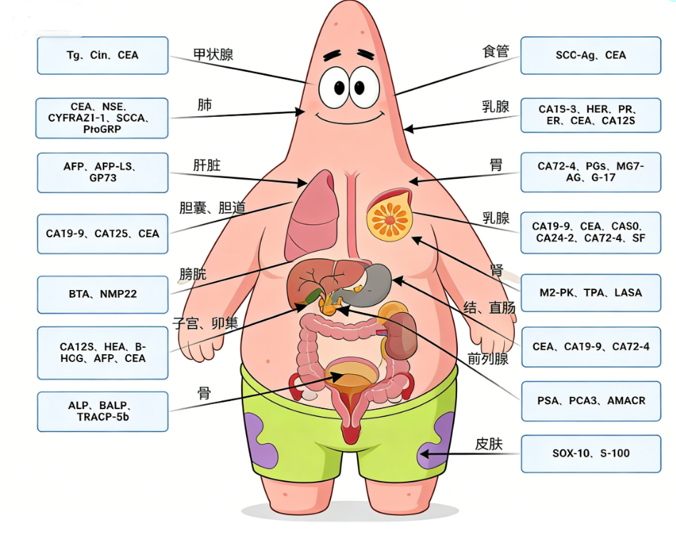 【健康科普】30种肿瘤标志物大全（建议收藏）
